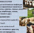 Внимание! Бруцеллёз - Чемальский район
